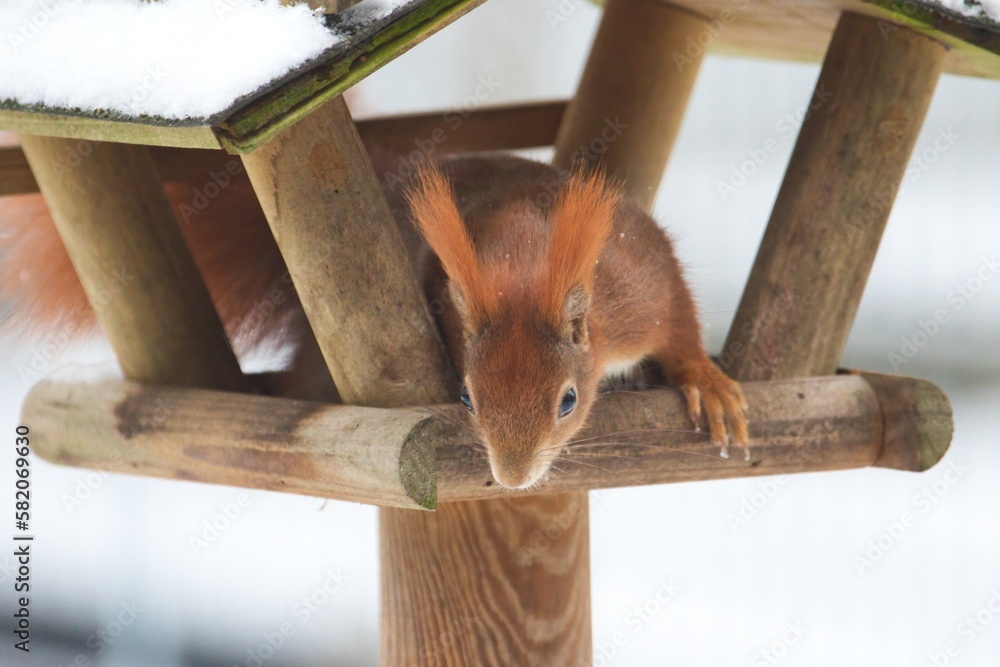 Ein neugieriges rotes Eichhörnchen im Winter in einem Futterhaus mit Schnee, sciurus vulgaris
