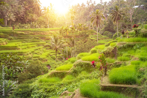 Lush rice fields plantation on Bali island, Indonesia