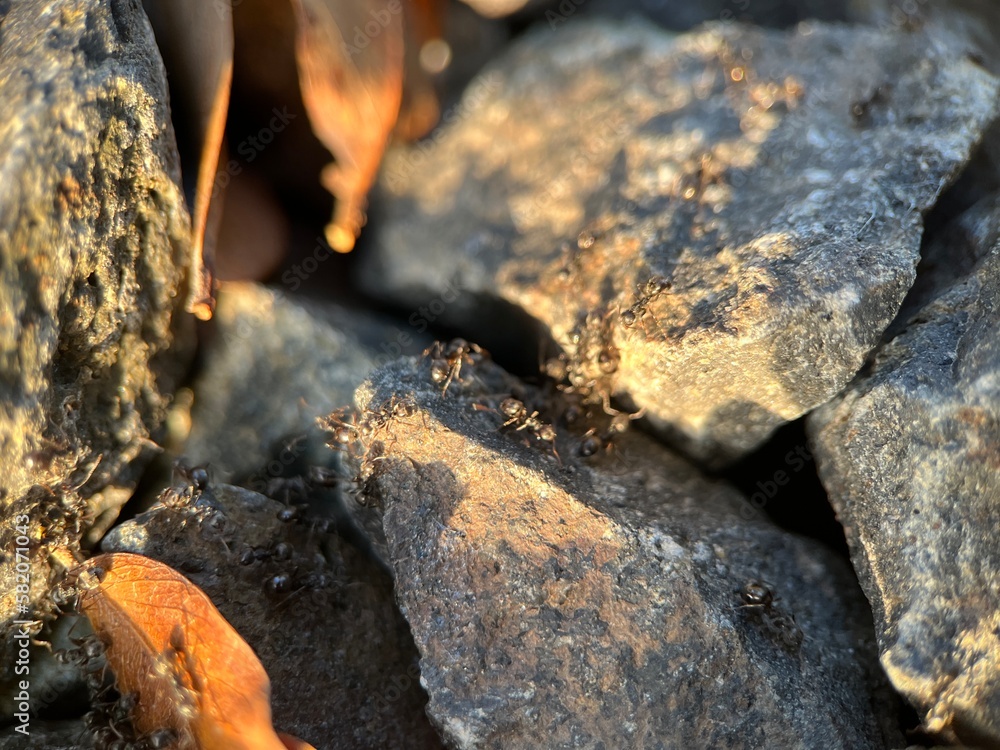Close up view of group of black ants on a rock landscape. Macro photography Close up view of group of black ants on a rock landscape. Macro photography