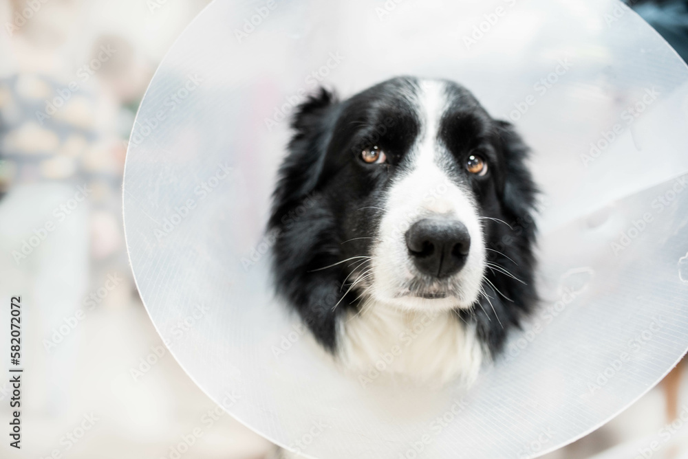 black and white border collie with elizabethan collar around neck after