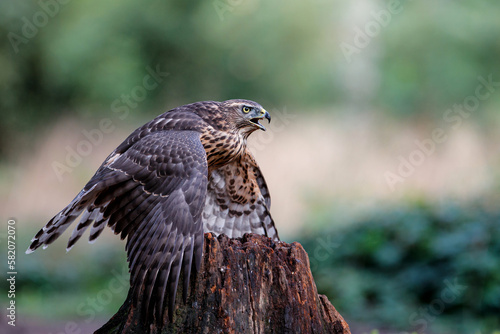 Juvenile Northern Goshawk searching for food in the forest of Noord Brabant in the Netherlands