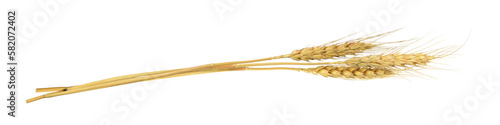 Dry rye spikelets isolated on white or transparent background