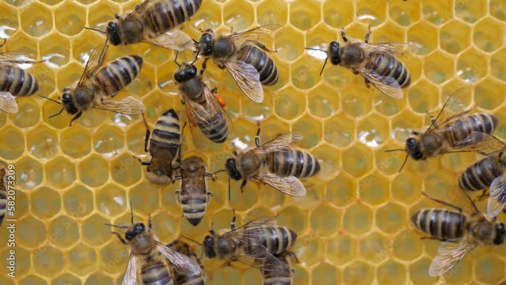 Bee with pollen collected.
Bee delivered in a beehive collected from pollen of flowers. She is looking for a cell in the cells to place it. Bee with pollen collected.
Bee delivered in a beehive collected from pollen of flowers. She is looking for a cell in the cells to place it.