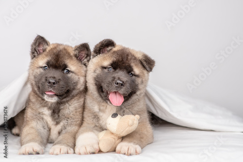 Two cozy American akita puppies lying with toy bear under warm blanket on the bed at home. Empty space for text
