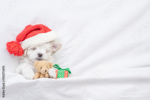 Tiny Maltese puppy wearing red santa hat sleeps with gift box and hugs toy bear under white blanket on a bed at home. Top down view. Empty space for text