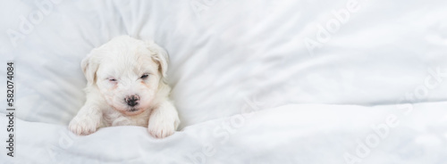 Cozy tiny Bichon Frise puppy sleeps under white blanket on a bed at home. Top down view. Empty space for text