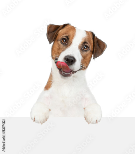 Licking lips Jack russell terrier puppy looks above empty white banner. isolated on white background