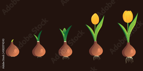 Life cycle of a tulip plant. Growth stages from bulb to adult flowering plant. Growth and development of plants. Stages of growth of tulips.