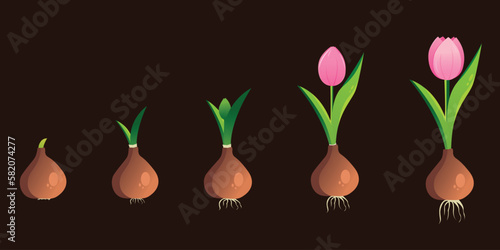 Life cycle of a tulip plant. Growth stages from bulb to adult flowering plant. Growth and development of plants. Stages of growth of tulips.