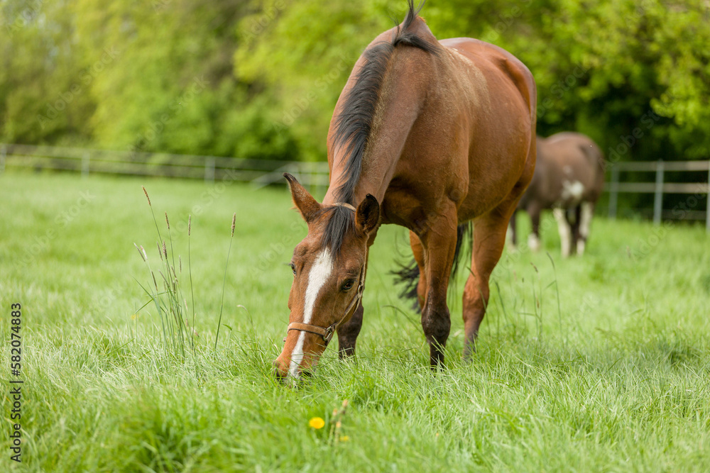 A grazing brown horse on fresh green meadow A grazing brown horse on fresh green meadow