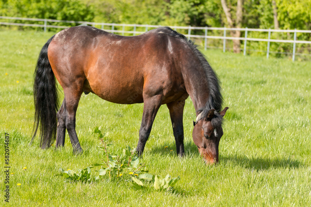 A grazing brown horse on fresh green meadow A grazing brown horse on fresh green meadow
