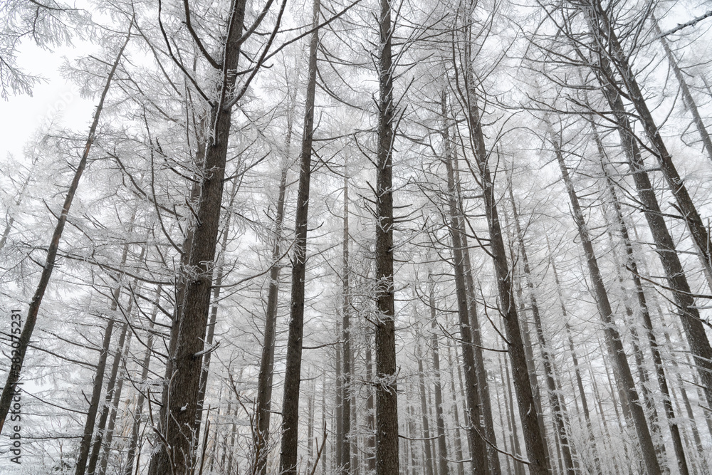 Fototapeta premium 霧氷する冬の森