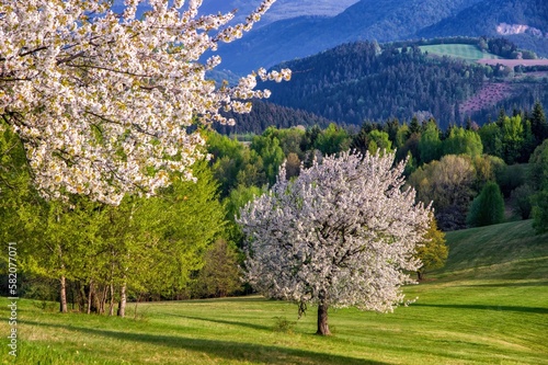 A cherry tree covered with white flowers on a green meadow with mountain hills in the background