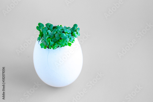 Fresh arugula green sprouts in egg shell on brown background. Selective focus.