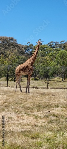 Giraffe in safari 