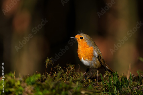 European Robin (Erithacus rubecula) searching for food in the  forest of the Netherlands. Dark background.                 © henk bogaard