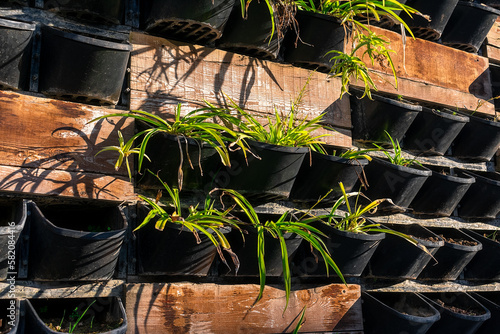 Phytowall with green plants in pots. photo