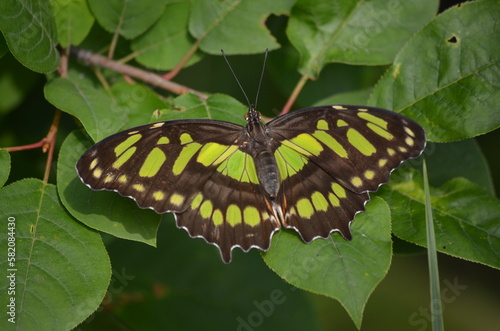 Malachite butterfly on a leaf