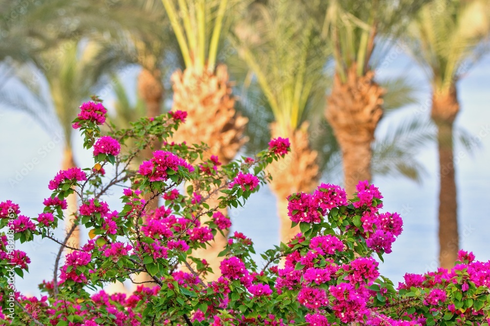 Fototapeta premium Blooming bouganvillea and palm trees on the background