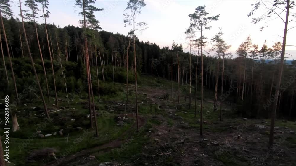 Drone shot through a forest after a broken beetle infestation. At sunset. move forward Drone shot through a forest after a broken beetle infestation. At sunset. move forward