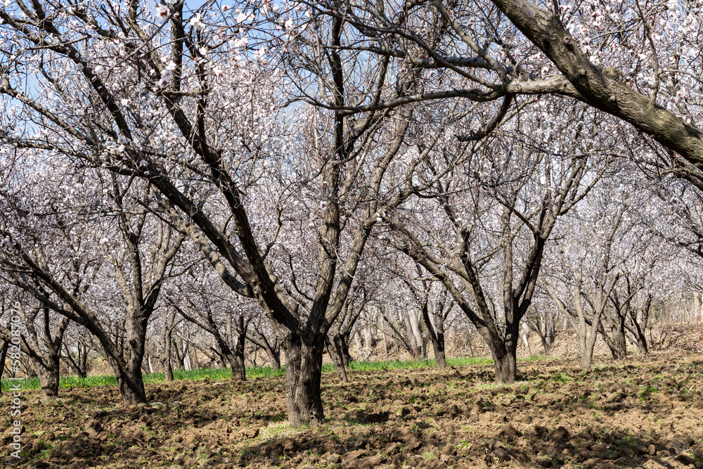 Beautiful white flowers on apricot fruit trees in the fruit orchard Beautiful white flowers on apricot fruit trees in the fruit orchard