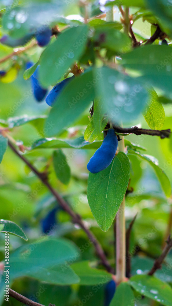 Honeysuckle branch with blue ripe berries. Beautiful drops after the rain. Honeysuckle branch with blue ripe berries. Beautiful drops after the rain.