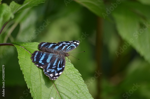 blue-banded purplewing butterfly on leaf