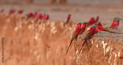 Southern Carmine Bee-Eater, Merops nubicoides, Colony of crimson red african birds of the river banks of the Zambezi River, ManaPools, Zimbabwe photo