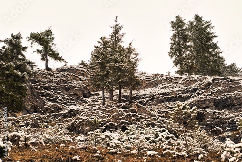 Bäume mit Schnee