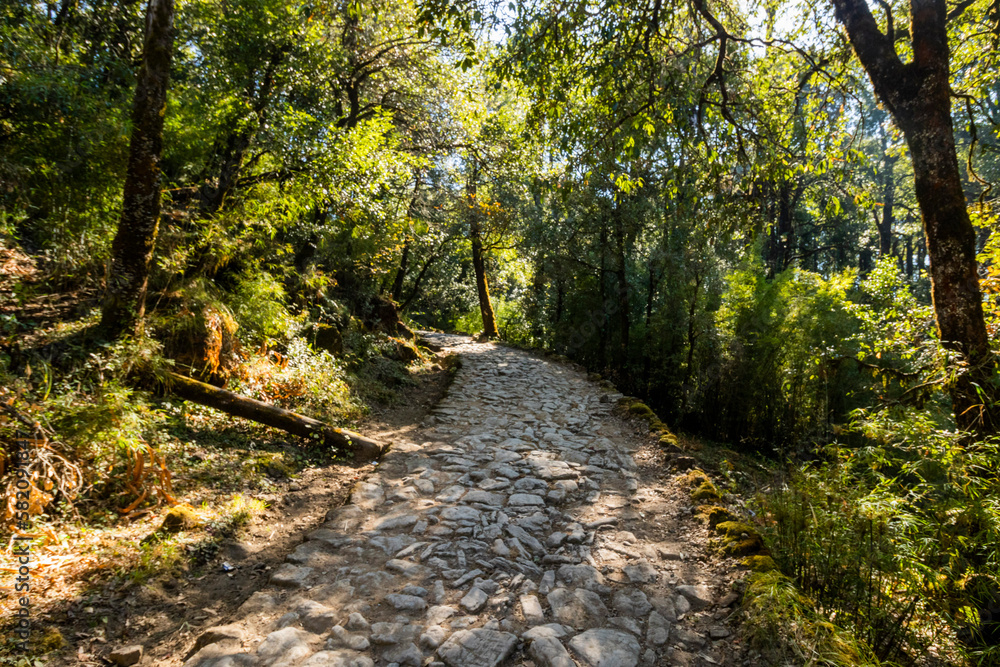 Forest path to Dorothy's Seat in Nainital