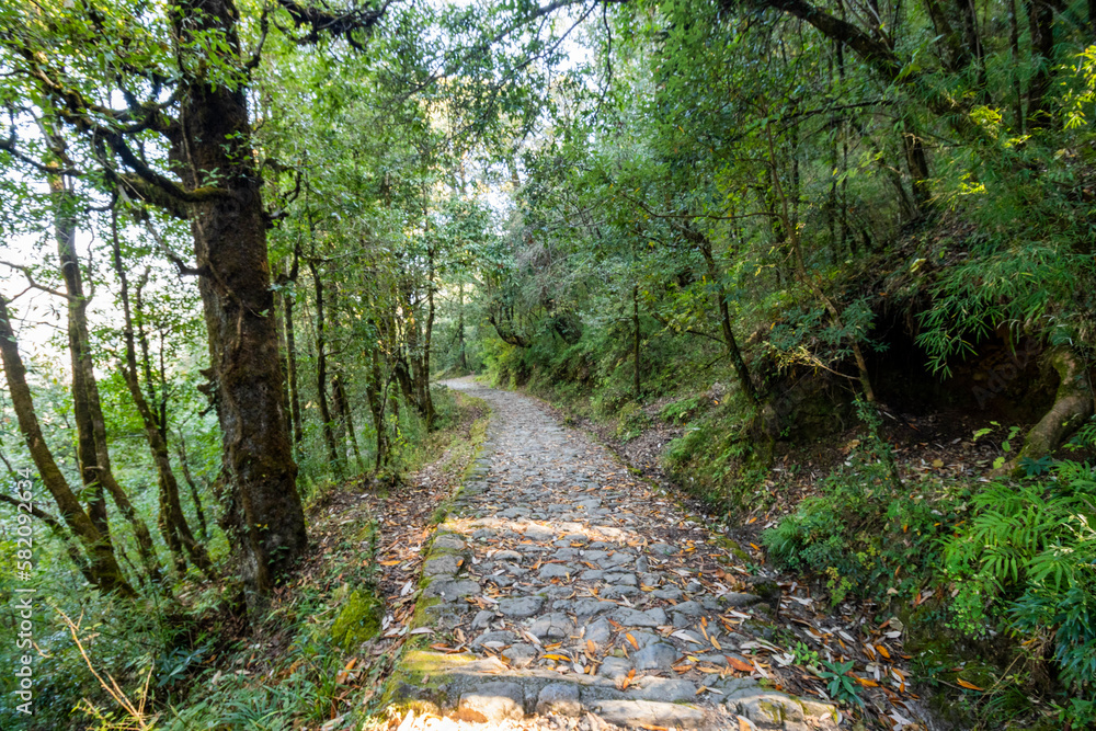 Forest path to Dorothy's Seat in Nainital Forest path to Dorothy's Seat in Nainital