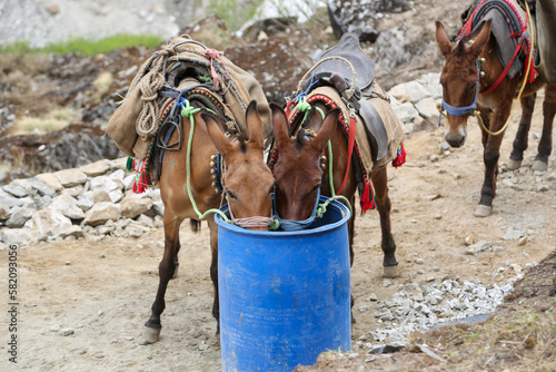 Mules drinking water from water drum in Kedarnath. Pony, mule or horse is a very useful animal in Himalayan state like Uttarakhand, Pilgrims can take pony or mule to go to temple. 