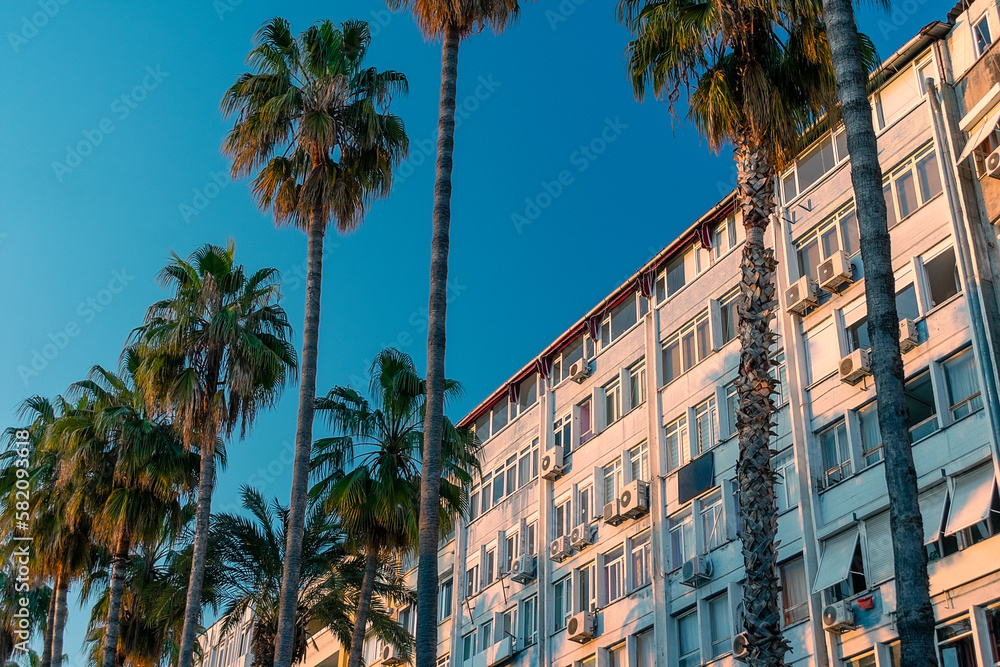 A lot of palm trees near a multi-storey typical building against the blue sky during sunset. Antalya city in Turkey.