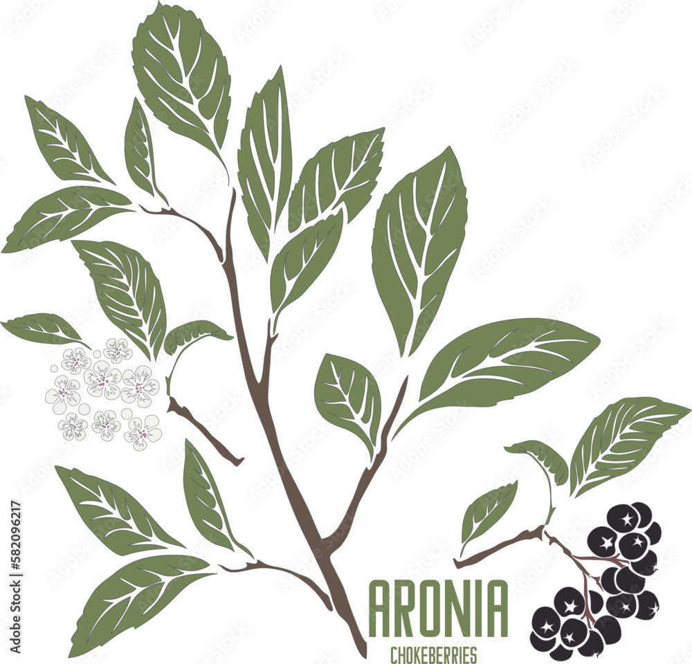 Aronia plant in color vector silhouette. Aronia melanocarpa plant medicinal outline. Set of Black Chokeberries in color for pharmaceuticals and cooking. Black Rowan Gray contour and color drawing