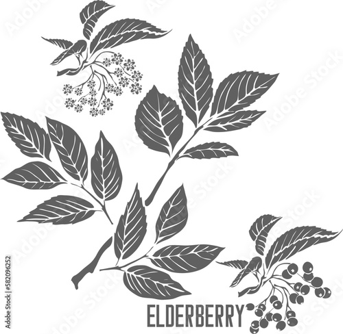 Black Elderberry flowers with fruits vector silhouette. Sambuci nigrae flores medicinal outline. Set of Elderberry leafs and flowers in Line for pharmaceuticals and cooking.