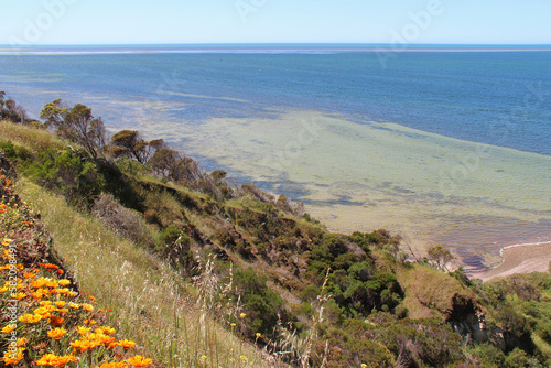 littoral at kingscote at kangaroo island (australia) photo