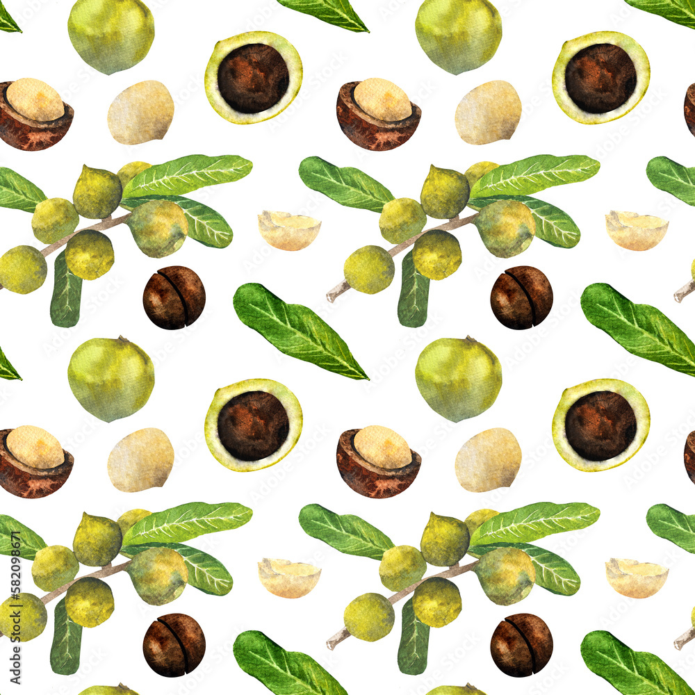 Macadamia nut watercolor. watercolor pattern of macadamia nuts.