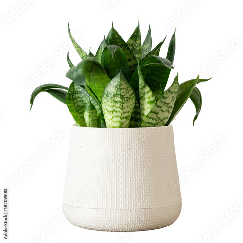Snake Plant in plastic pot isolated on white background clipping path. Empty white wall and copy space. Sansevieria trifasciata green leaves air purifier plant indoor minimal design.