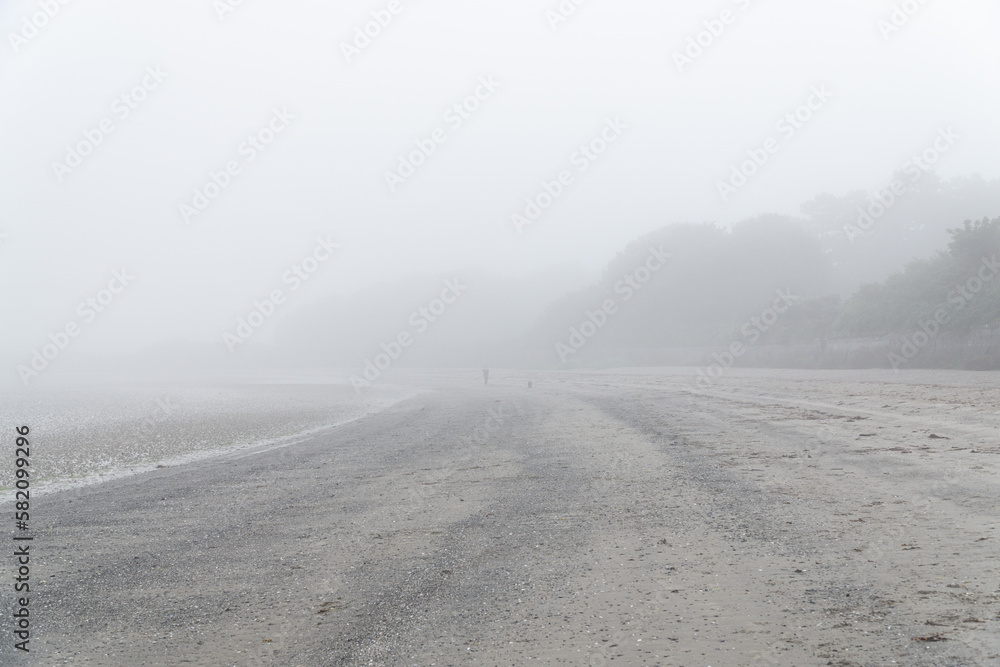 fog in the forest