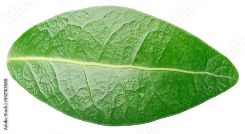 Blueberry green leaf isolated on transparent background. Full depth of field.