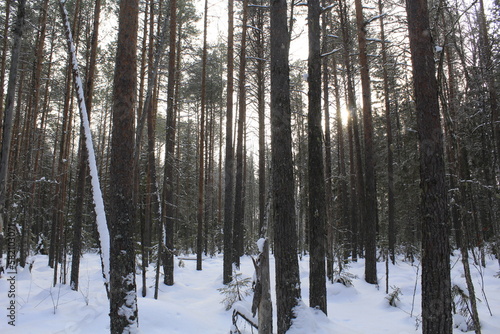 forest in winter © алексей семиколенных