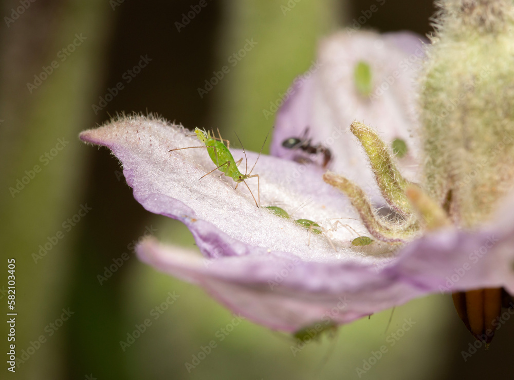 Foto de an ant and a green Aphids insect on a purple eggplant flower