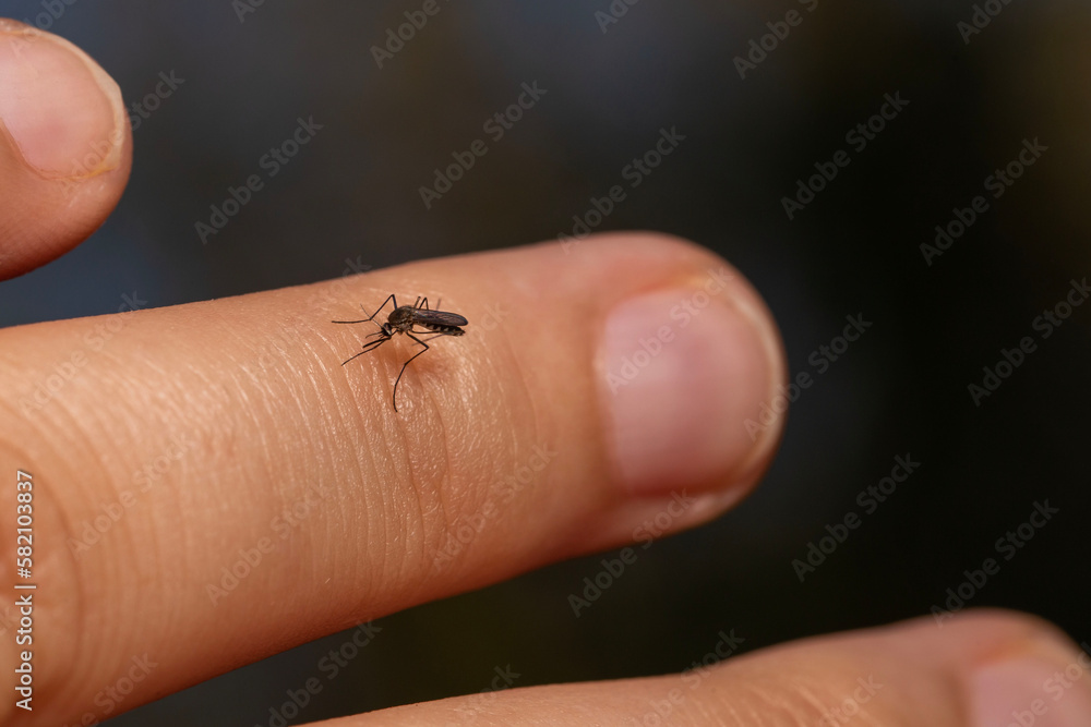 close-up of a disease spreading mosquito on a human hand with a dark background