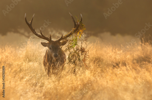 Red Deer stag with bracken on antlers during rutting season at sunrise