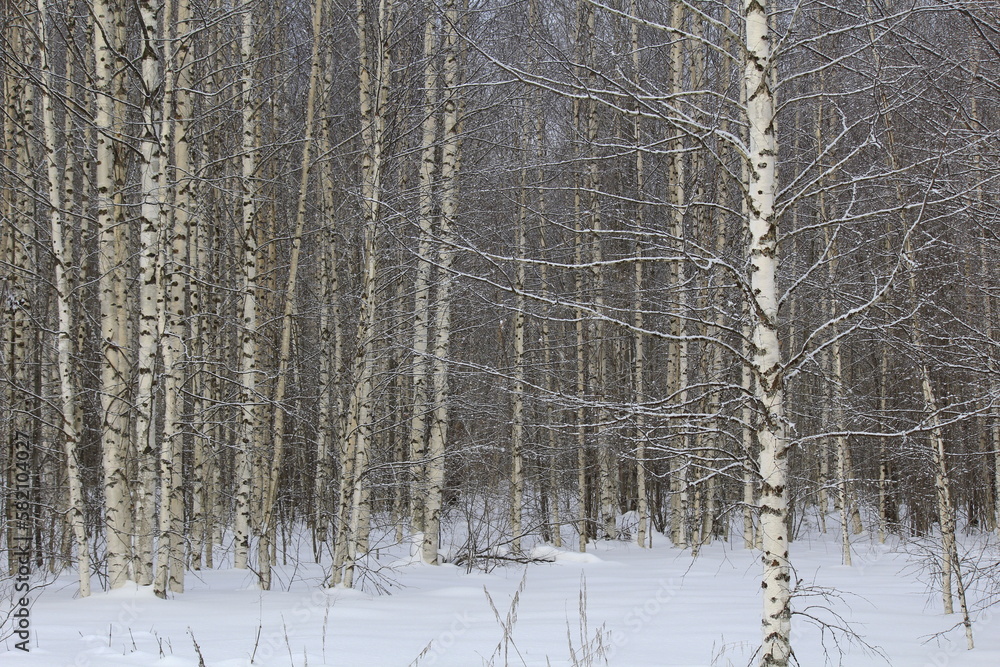 Fototapeta premium snow covered trees