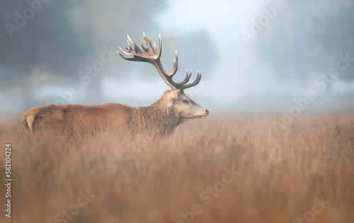 Red Deer stag on a misty autumn morning