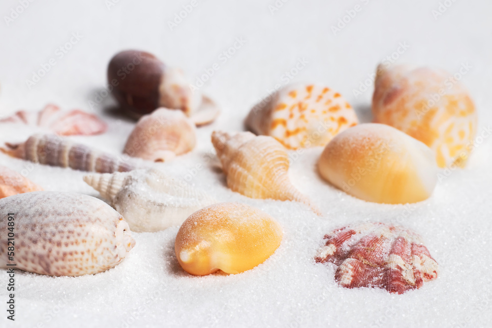 Summer beach. Seashell on the sand. close up Summer beach. Seashell on the sand. close up