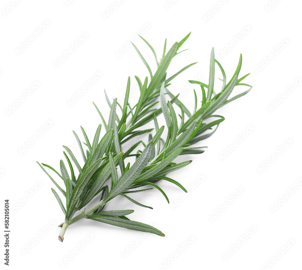 Fototapeta premium Fresh green rosemary twigs isolated on white
