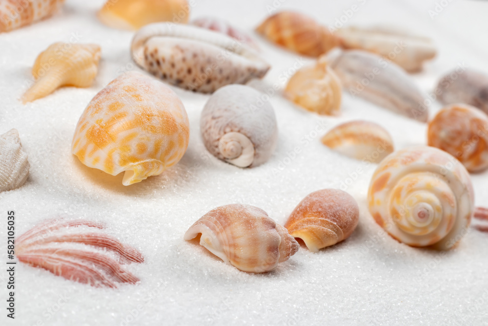 Seashells on the seashore and summer beach