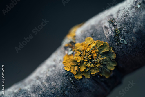lichen on a tree
